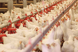 Broiler chickens feeding inside a poultry house.